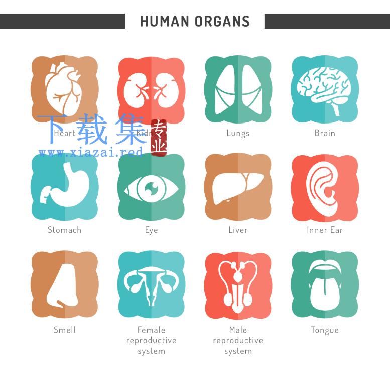 12个人体器官图标AI矢量素材