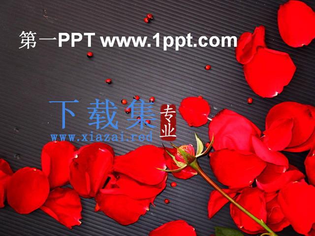 爱情红玫瑰PPT模板下载