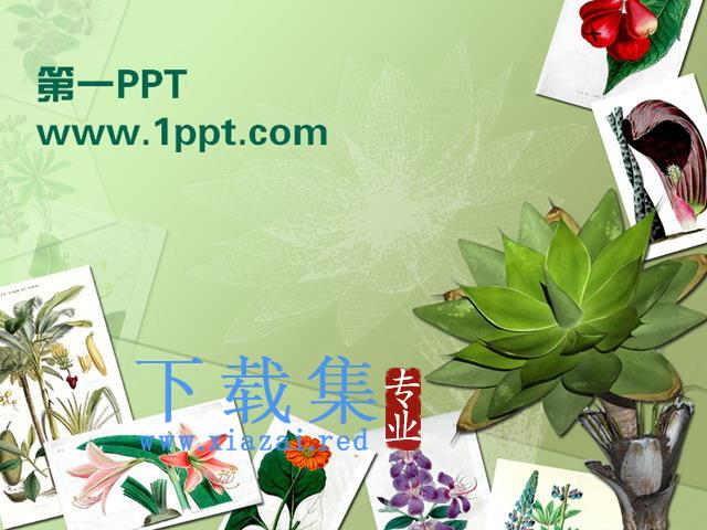 植物相册PPT模板下载