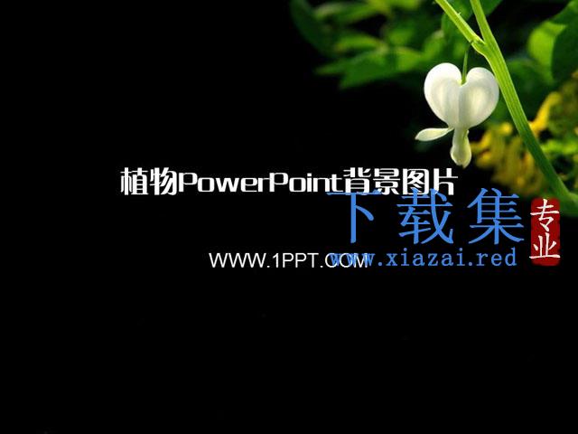 二十二张黑色植物PowerPoint背景图片