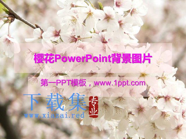 樱花PowerPoint背景图片免费下载