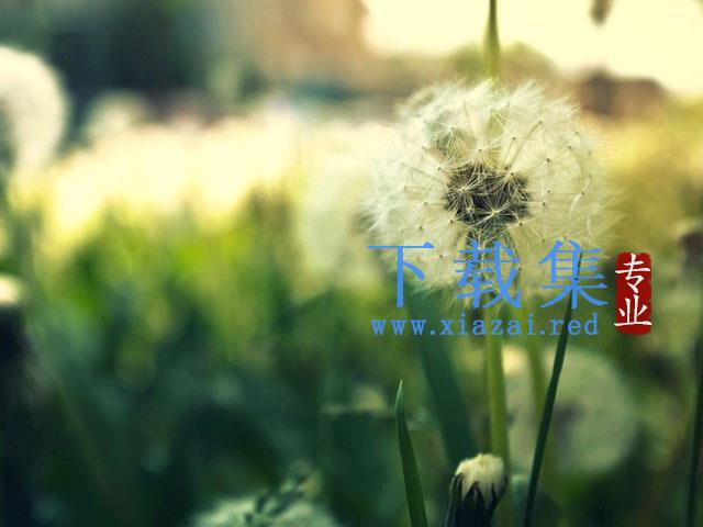 清新蒲公英幻灯片背景图片 第1张 清新蒲公英幻灯片背景图片 第1张