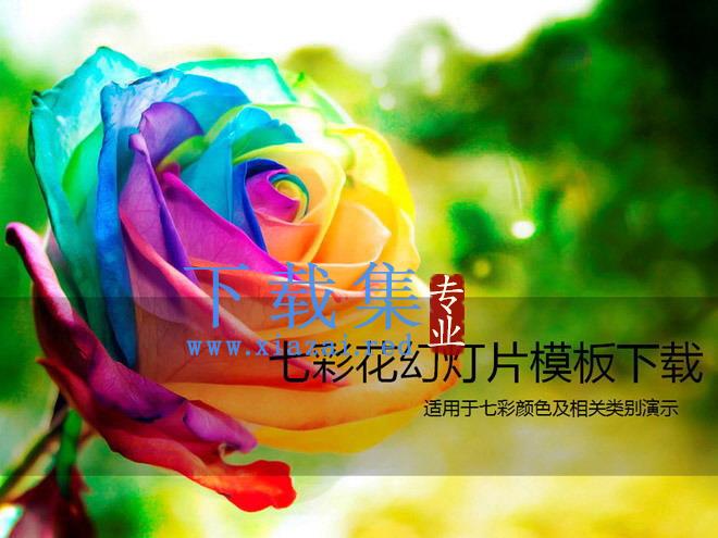 美丽的七彩玫瑰花PPT模板下载