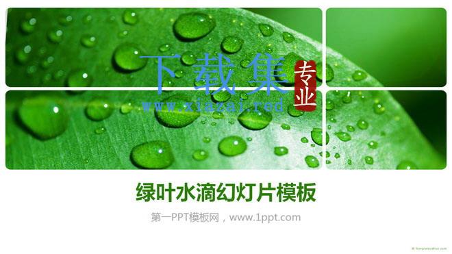 绿色清新的叶子水滴PowerPoint模板下载