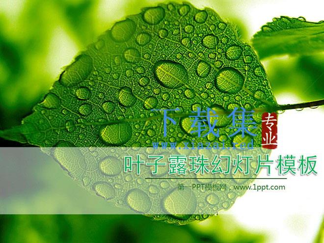 清新绿色叶子水滴背景的植物幻灯片模板下载