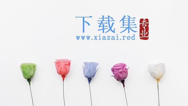 清新玫瑰花幻灯片背景图片