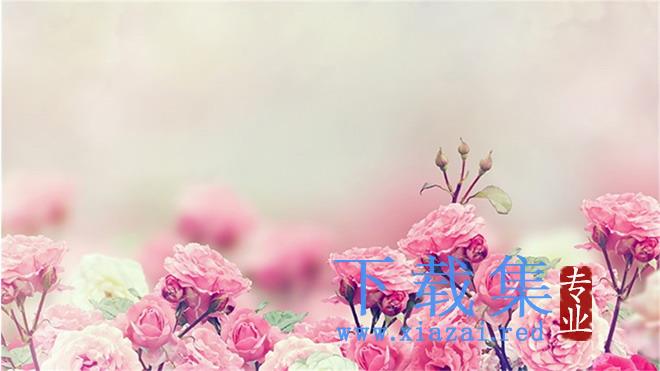 粉色蔷薇花幻灯片背景图片