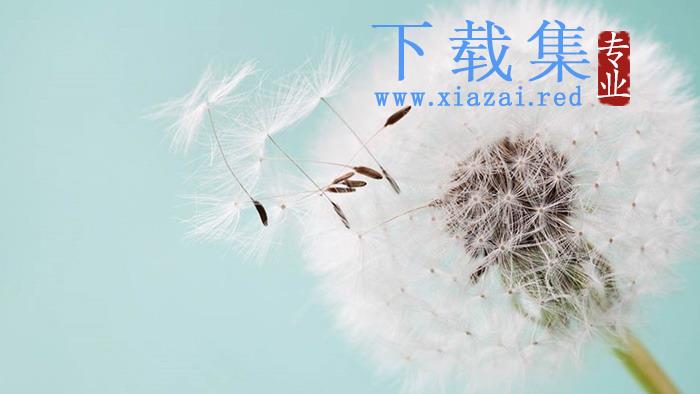 纷飞的蒲公英PPT背景图片