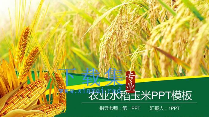 水稻小麦玉米背景的农产品PPT模板