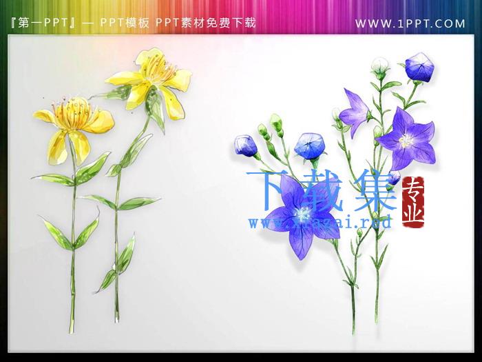 一组唯美水彩花卉PPT插图