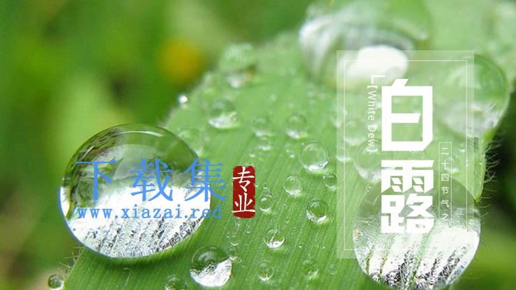 露珠背景的白露节气介绍PPT模板