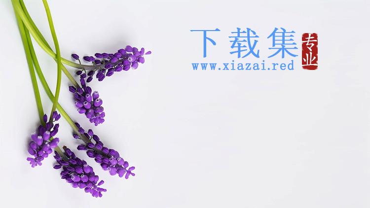 四张紫色鲜花PPT背景图片