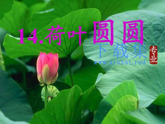 《荷叶圆圆》PPT课件2