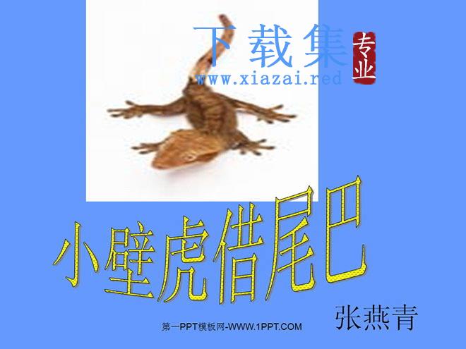 《小壁虎借尾巴》PPT课件2