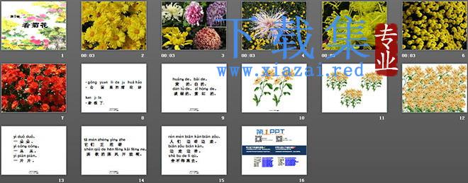 看菊花PPT教学课件下载