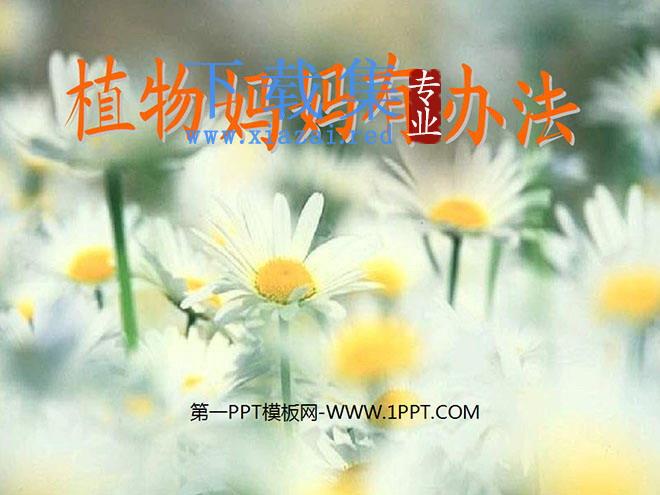 《植物妈妈有办法》PPT教学课件下载