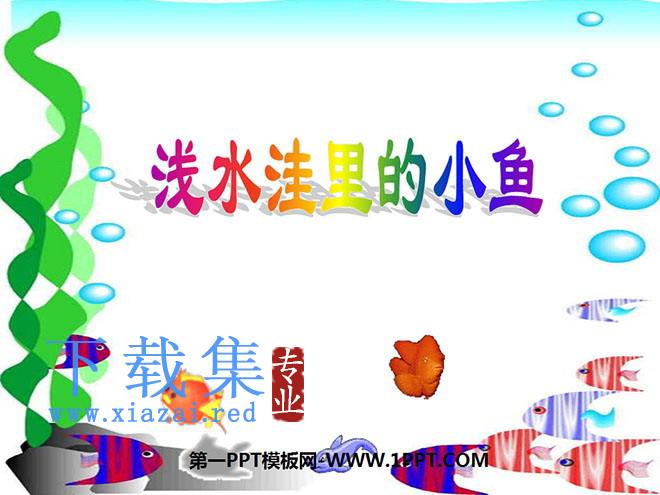《浅水洼里的小鱼》PPT教学课件下载