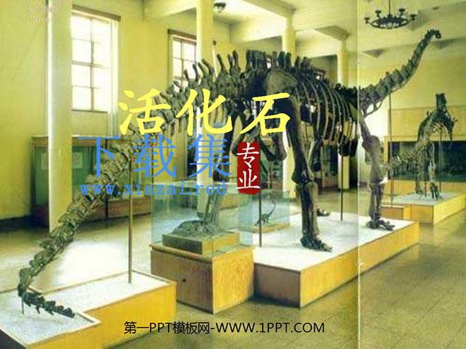 《活化石》PPT教学课件下载2