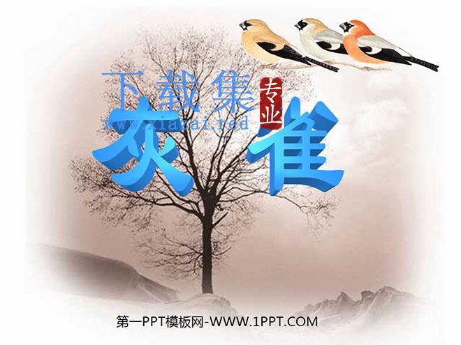 《灰雀》PPT教学课件下载