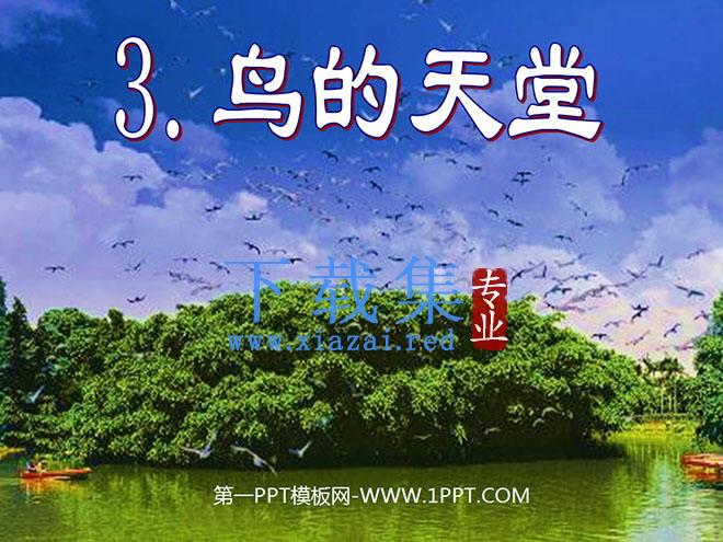 《鸟的天堂》PPT教学课件下载2