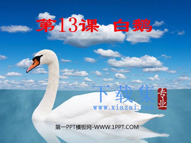 《白鹅》PPT课件下载