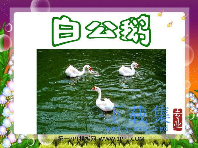 《白公鹅》PPT课件下载3