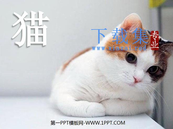 《猫》PPT课件下载3