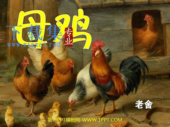 《母鸡》PPT课件下载