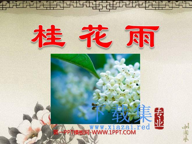 《桂花雨》PPT课件下载