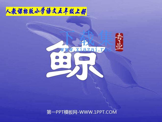 《鲸》PPT课件下载3