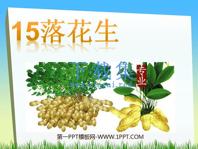 《落花生》PPT课件下载