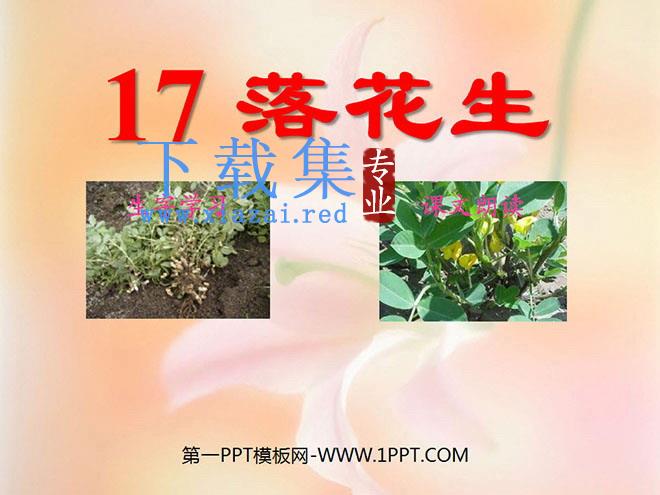 《落花生》PPT课件下载3