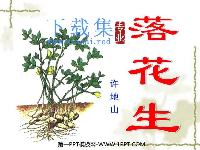 《落花生》PPT课件下载4