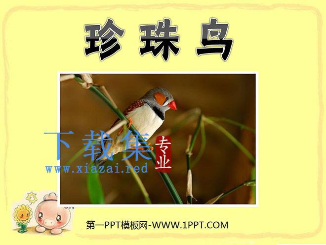 《珍珠鸟》PPT课件下载