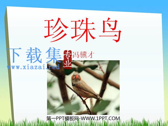 《珍珠鸟》PPT课件下载2