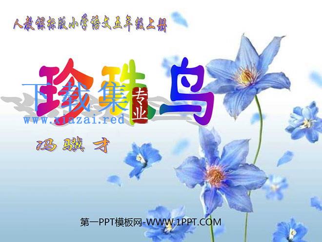 《珍珠鸟》PPT课件下载4