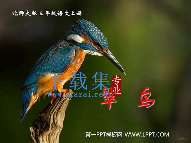 《翠鸟》PPT课件2