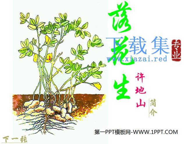 《落花生》PPT课件