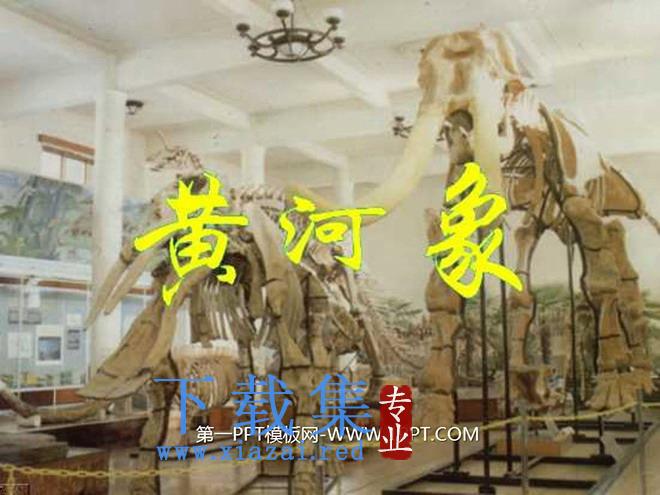 《黄河象》PPT课件