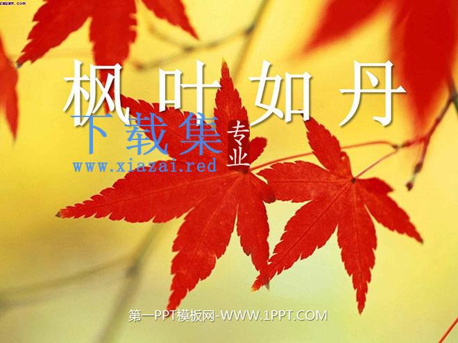 《枫叶如丹》PPT课件