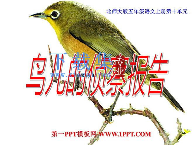 《鸟儿的侦察报告》PPT课件