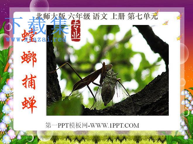 《螳螂捕蝉》PPT课件