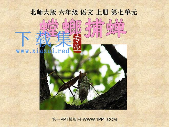 《螳螂捕蝉》PPT课件2