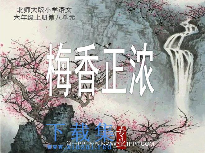 《梅香正浓》PPT课件