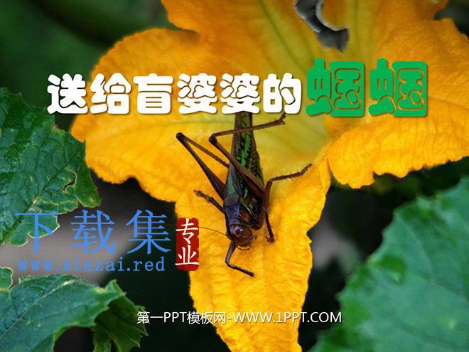 《送给盲婆婆的蝈蝈》PPT课件