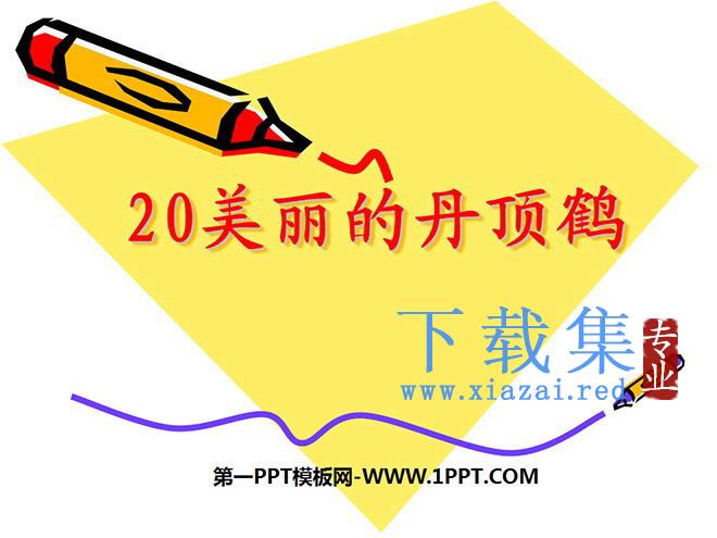 《美丽的丹顶鹤》PPT课件