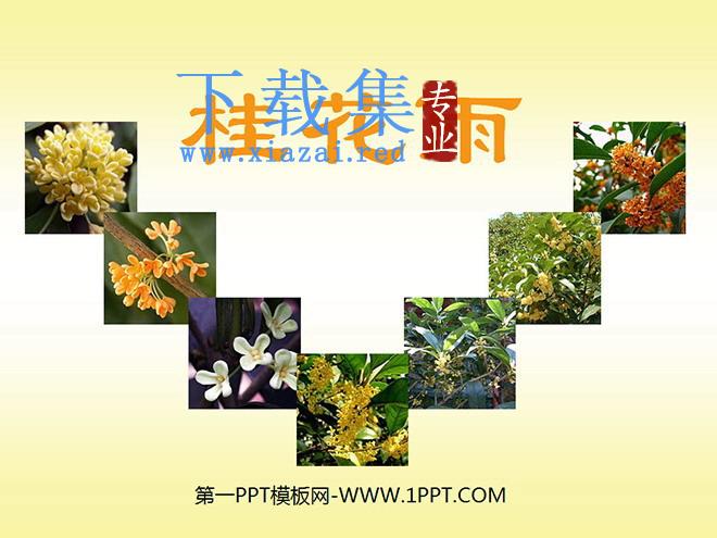 《桂花雨》PPT课件