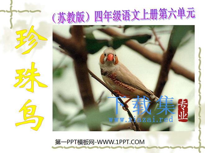 《珍珠鸟》PPT课件