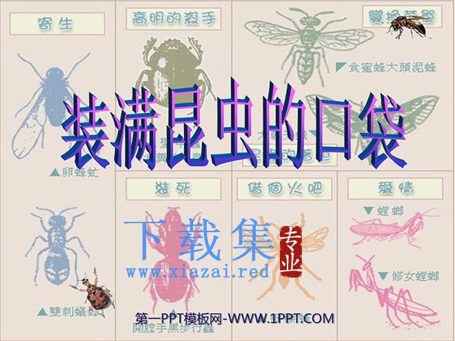 《装满昆虫的衣袋》PPT课件2