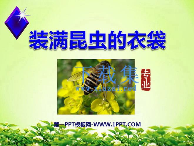 《装满昆虫的衣袋》PPT课件
